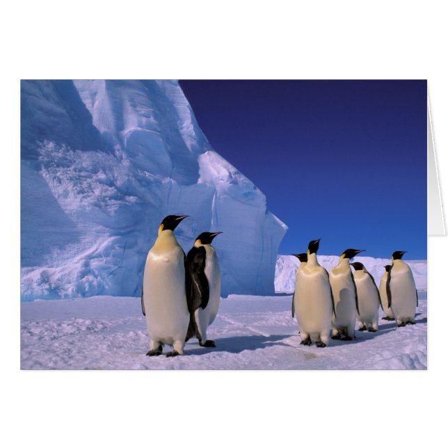 Antarctica, Australisch Antarctisch Territorium, 7 (Voorkant Horizontaal)