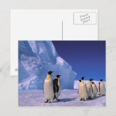 Antarctica, Australisch Antarctisch Territorium, 7 Briefkaart (Voorkant / Achterkant)