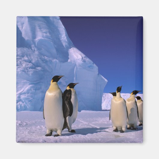 Antarctica, Australisch Antarctisch Territorium, 7 Magneet (Voorkant)