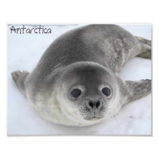 Antarctica baby zeehondenfoto foto afdruk (Voorkant)