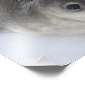 Antarctica baby zeehondenfoto foto afdruk (Hoek)