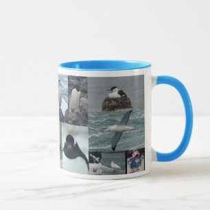Antarctica Birds Mok