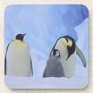 Antarctica. Emperor penguins & chick Bier Onderzetter