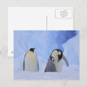 Antarctica. Emperor penguins & chick Briefkaart (Voorkant / Achterkant)