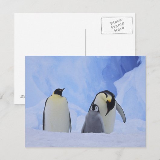 Antarctica. Emperor penguins & chick Briefkaart (Voorkant / Achterkant)