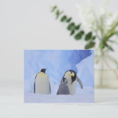 Antarctica. Emperor penguins & chick Briefkaart (Staand voorkant)