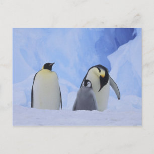 Antarctica. Emperor penguins & chick Briefkaart