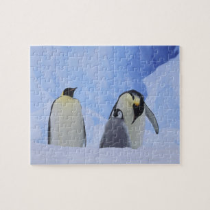 Antarctica. Emperor penguins & chick Legpuzzel