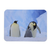 Antarctica. Emperor penguins & chick Magneet (Horizontaal)