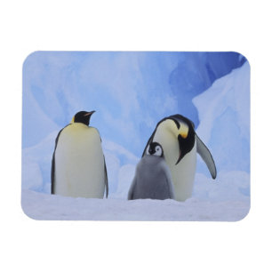 Antarctica. Emperor penguins & chick Magneet