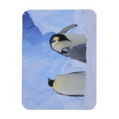 Antarctica. Emperor penguins & chick Magneet (Verticaal)