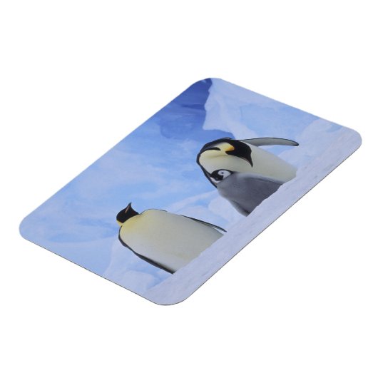 Antarctica. Emperor penguins & chick Magneet (Linkerzijde)