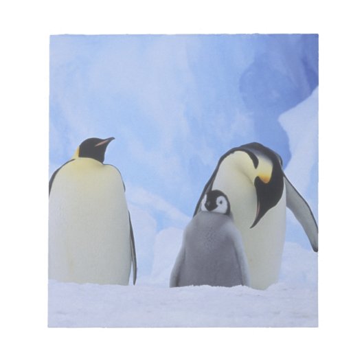 Antarctica. Emperor penguins & chick Notitieblok (Voorkant)