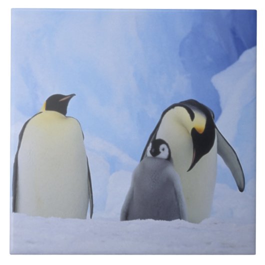 Antarctica. Emperor penguins & chick Tegeltje (Voorkant)