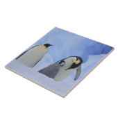 Antarctica. Emperor penguins & chick Tegeltje (Zijkant)