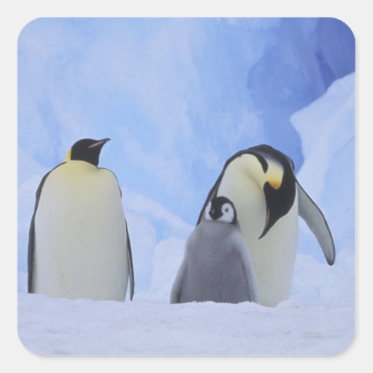 Antarctica. Emperor penguins & chick Vierkante Sticker (Voorkant)