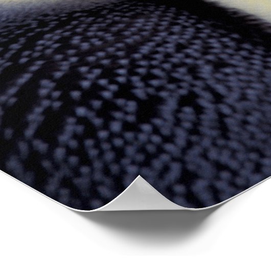 Antarctica, keizer Penguin (Aptenodytes 2 Poster (Hoek)