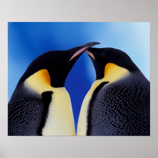 Antarctica, keizer Penguin (Aptenodytes 2 Poster (Voorkant)