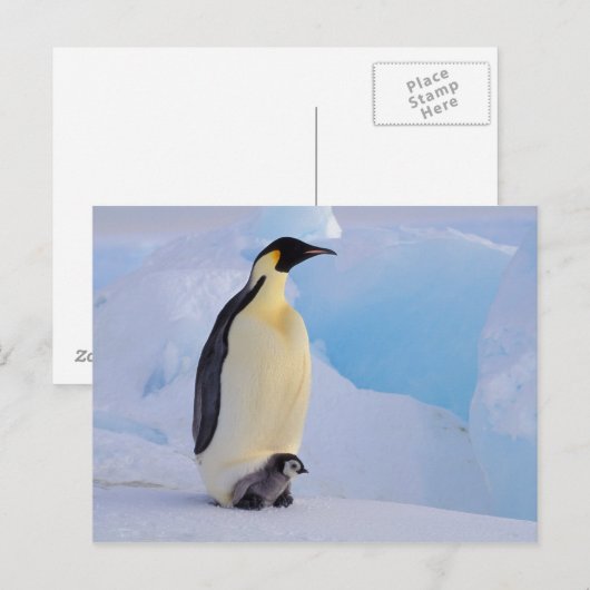 Antarctica, keizer Penguin (Aptenodytes) Briefkaart (Voorkant / Achterkant)