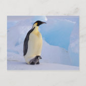 Antarctica, keizer Penguin (Aptenodytes) Briefkaart (Voorkant)