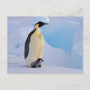 Antarctica, keizer Penguin (Aptenodytes) Briefkaart