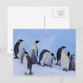 Antarctica, keizerspinguïns briefkaart (Voorkant / Achterkant)