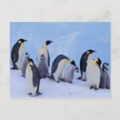 Antarctica, keizerspinguïns briefkaart (Voorkant)