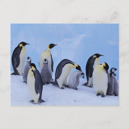 Antarctica, keizerspinguïns briefkaart (Voorkant)