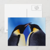 Antarctica, Keizerspinguïns Briefkaart (Voorkant / Achterkant)