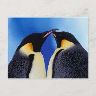 Antarctica, keizerspinguïns briefkaart