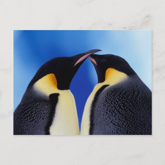 Antarctica, Keizerspinguïns Briefkaart (Voorkant)
