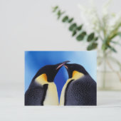 Antarctica, Keizerspinguïns Briefkaart (Staand voorkant)
