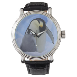 Antarctica. Keizerspinguïns en jong Horloge