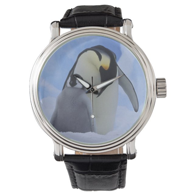 Antarctica. Keizerspinguïns en jong Horloge (Voorkant)