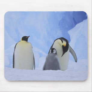Antarctica. Keizerspinguïns en jong Muismat