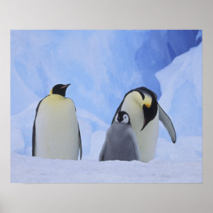Antarctica. Keizerspinguïns en jong Poster