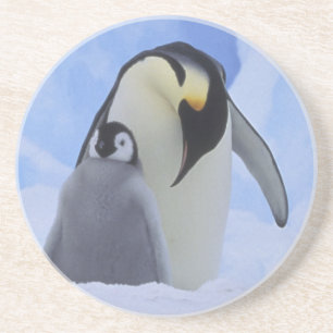 Antarctica. Keizerspinguïns en jong Zandsteen Onderzetter