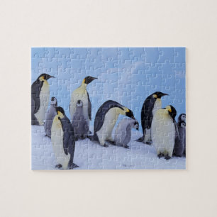 Antarctica, keizerspinguïns legpuzzel