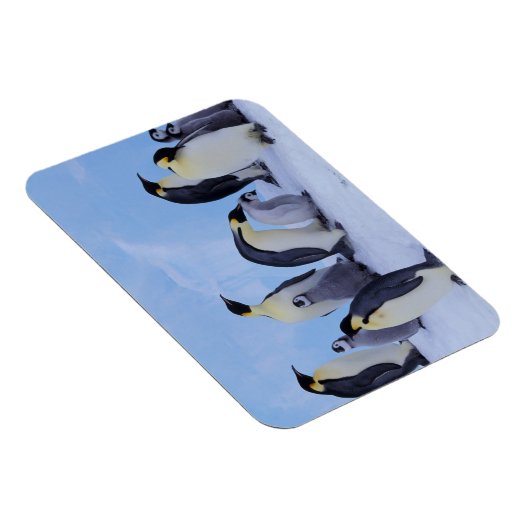 Antarctica, keizerspinguïns magneet (Rechterzijde)