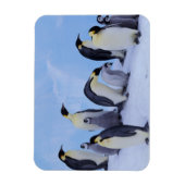 Antarctica, keizerspinguïns magneet (Verticaal)