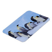 Antarctica, keizerspinguïns magneet (Linkerzijde)