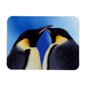 Antarctica, keizerspinguïns magneet (Horizontaal)
