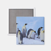 Antarctica, keizerspinguïns magneet (Voorkant / Achterkant)