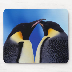 Antarctica, Keizerspinguïns Muismat