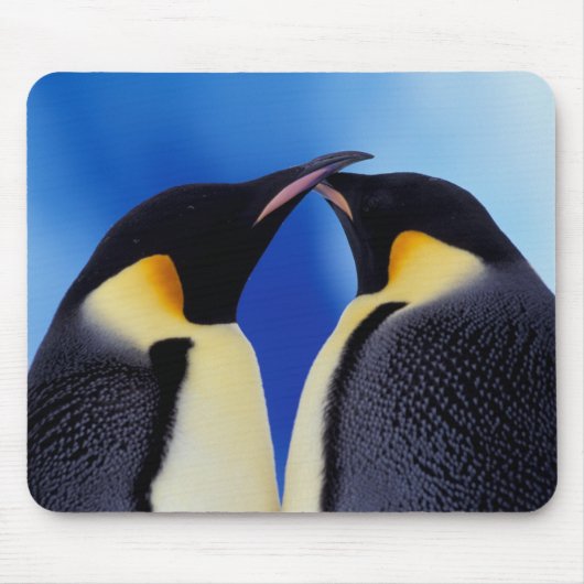 Antarctica, Keizerspinguïns Muismat (Voorkant)