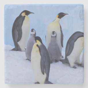 Antarctica, Keizerspinguïns Stenen Onderzetter