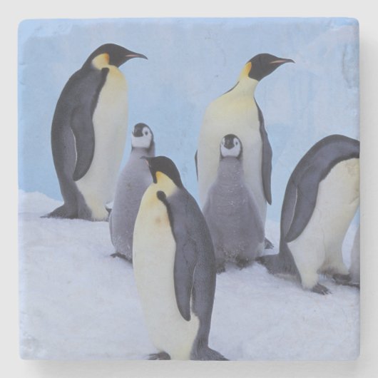 Antarctica, Keizerspinguïns Stenen Onderzetter (Voorkant)