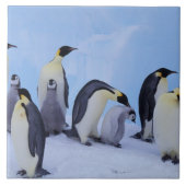 Antarctica, keizerspinguïns tegeltje (Voorkant)