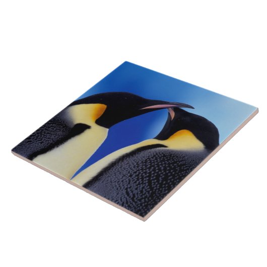 Antarctica, keizerspinguïns tegeltje (Zijkant)