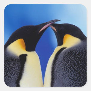 Antarctica, Keizerspinguïns Vierkante Sticker